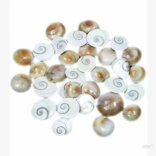 Gomti Chakra 50 Pieces for Laxmi Puja Pujan Diwali A Home use Product for Wealth Creation White;Brown