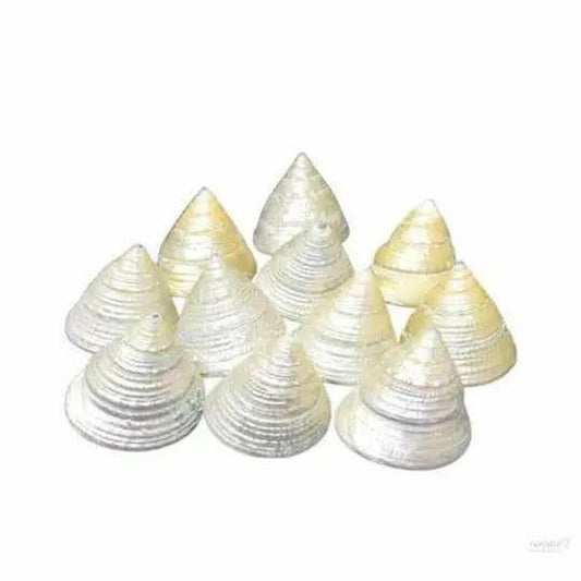 Mutyapu Shankus - Mothi Shank- Moothi Shanka (11 pcs)